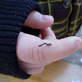 Schmetterlingsraupe auf einer Kinderhand